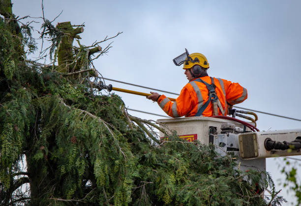 Best Tree Risk Assessment  in Collinsburg, PA