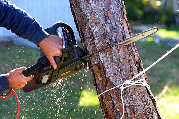 Best Arborist Consultation Services  in Collinsburg, PA