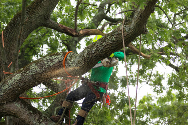 Best Tree Maintenance Programs  in Collinsburg, PA