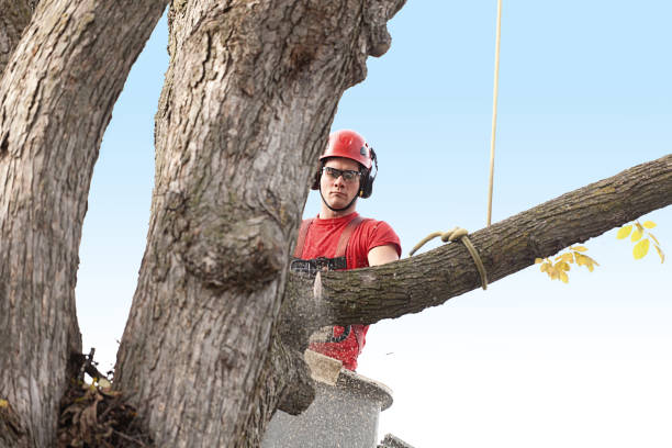 Best Palm Tree Trimming  in Collinsburg, PA